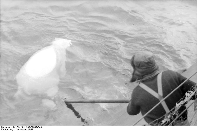 Bundesarchiv_Bild_101I-506-B0097-34A,_Eismeer,_Eisbärfang.jpg