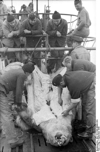 395px-Bundesarchiv_Bild_101I-506-B0098-26A,_Eismeer,_Eisbärfang.jpg