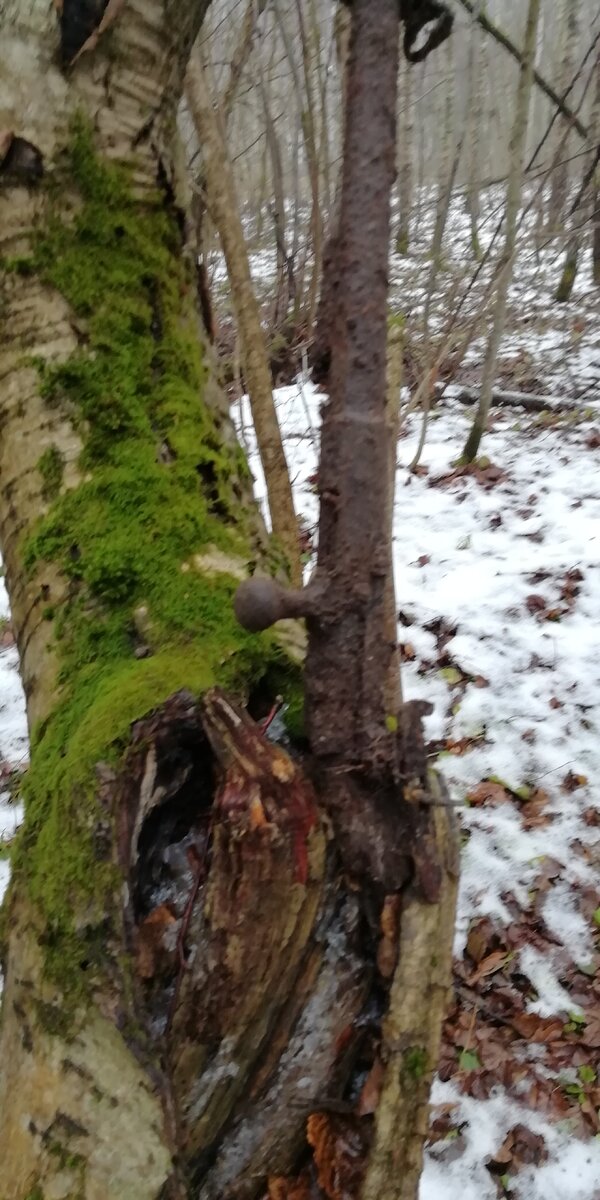 IMG_20201128_122846.jpg