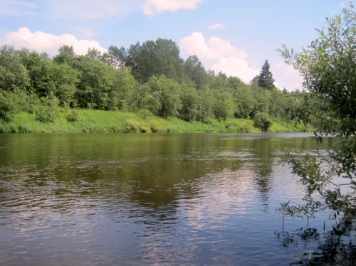 Медведки 2.jpg