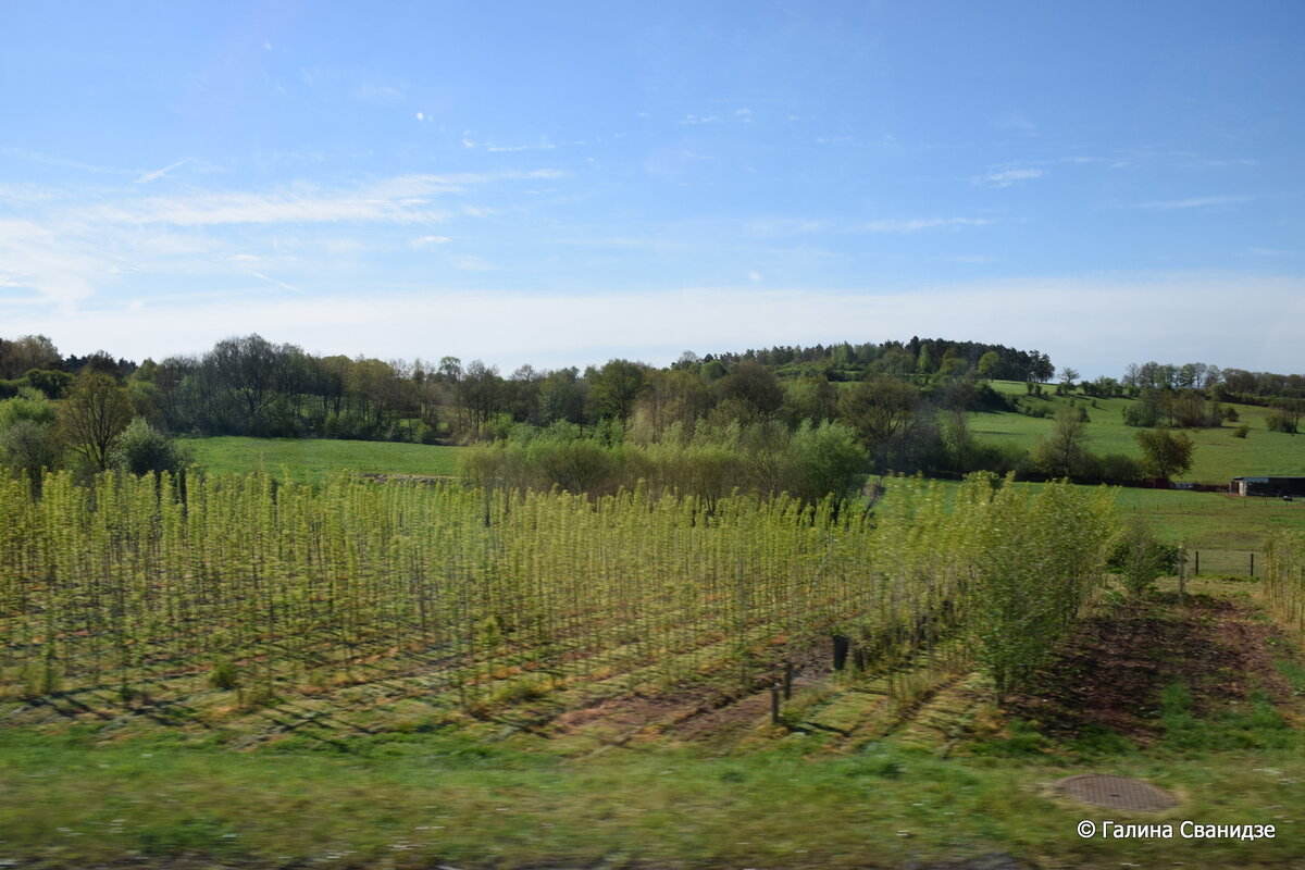 DSC_0443.JPG