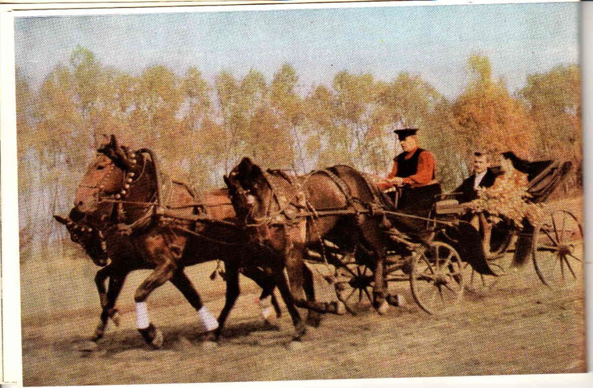 Состояние коне. Русская тройка поезд. Коневодство 1986. Русская тройка вагоны. Коневодство в Москве.