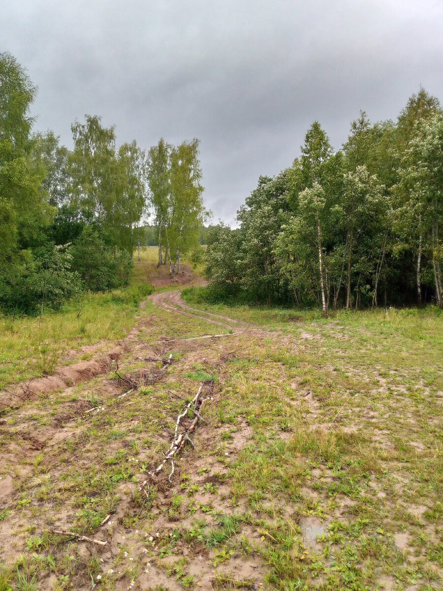 дорога к Перевесью лето 2023.jpg