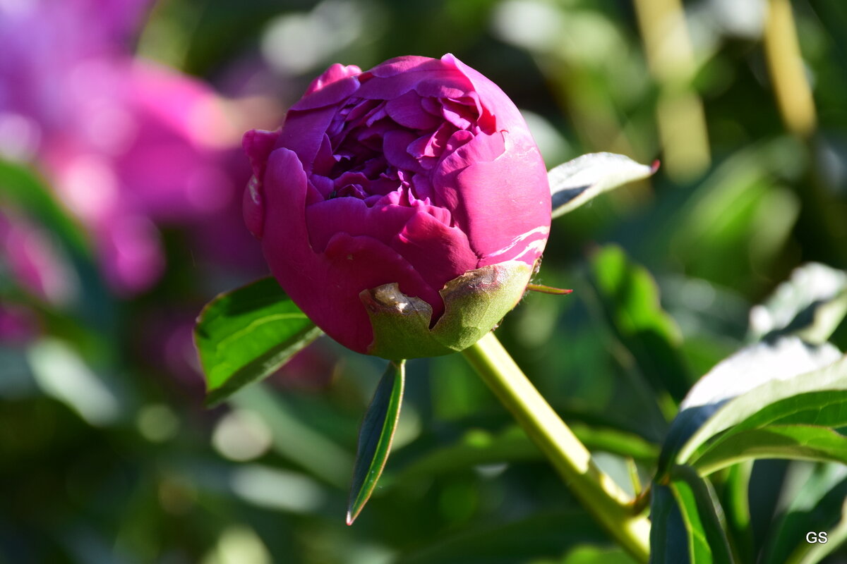 DSC_0993.JPG