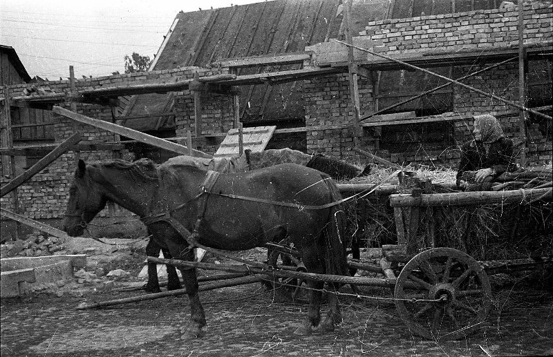 Способ запряжки лошади в оглобли 1958.jpg
