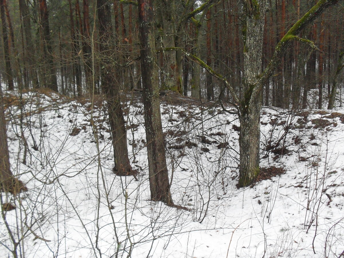 SDC12343.JPG