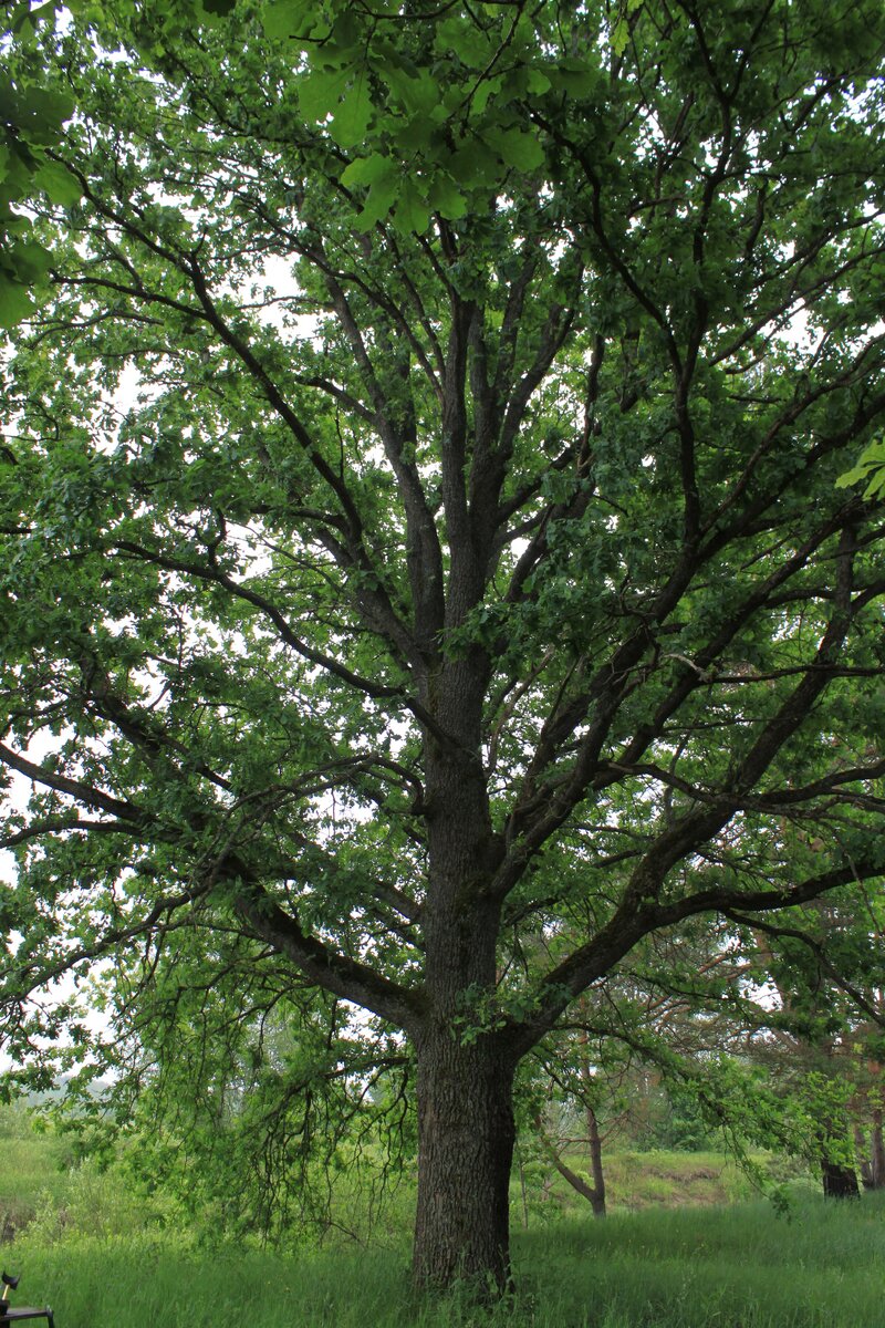 IMG_0908.JPG
