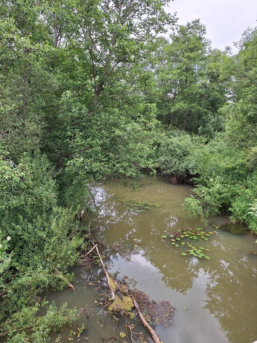 д. Городок. река Кремена.jpg