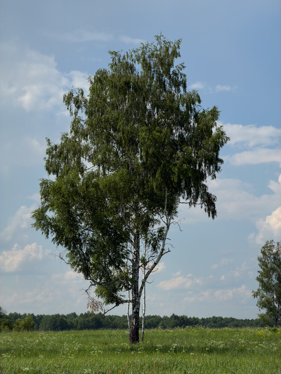 IMG_0954.jpg
