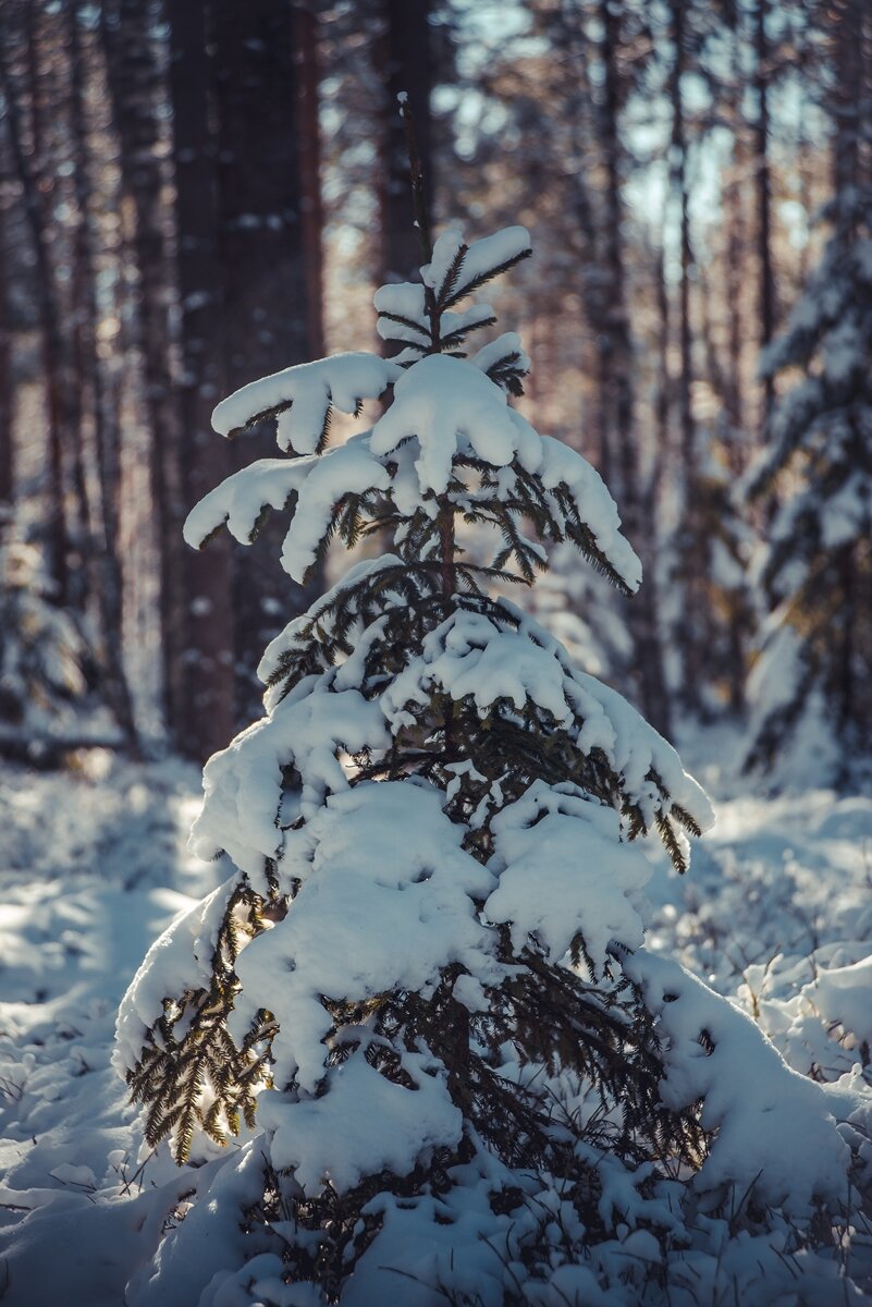 _HAV9768 (Копировать).jpg