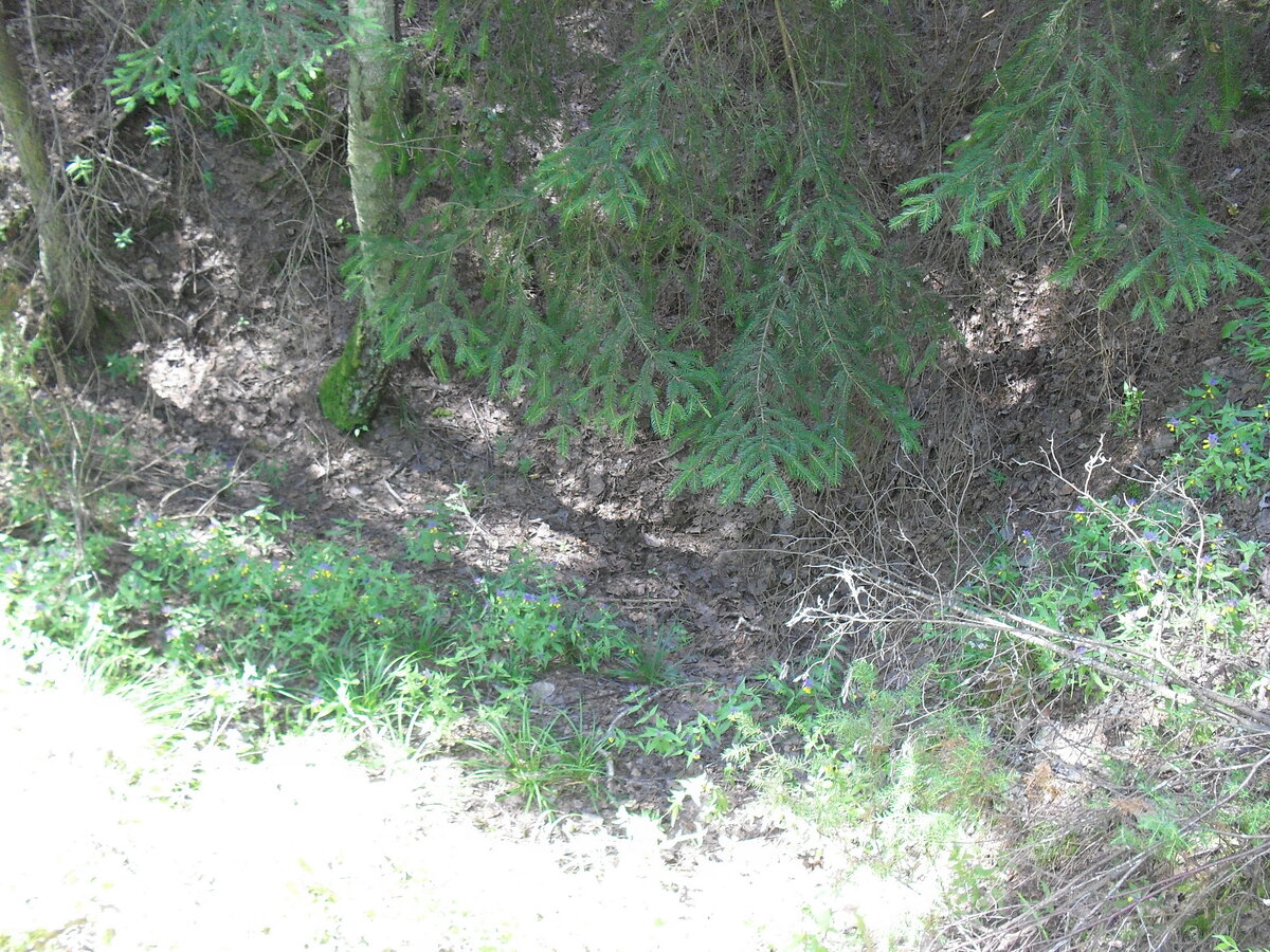 SDC12572.JPG