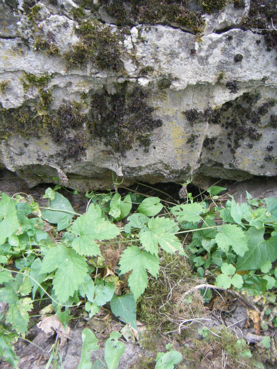 DSCF4122.JPG