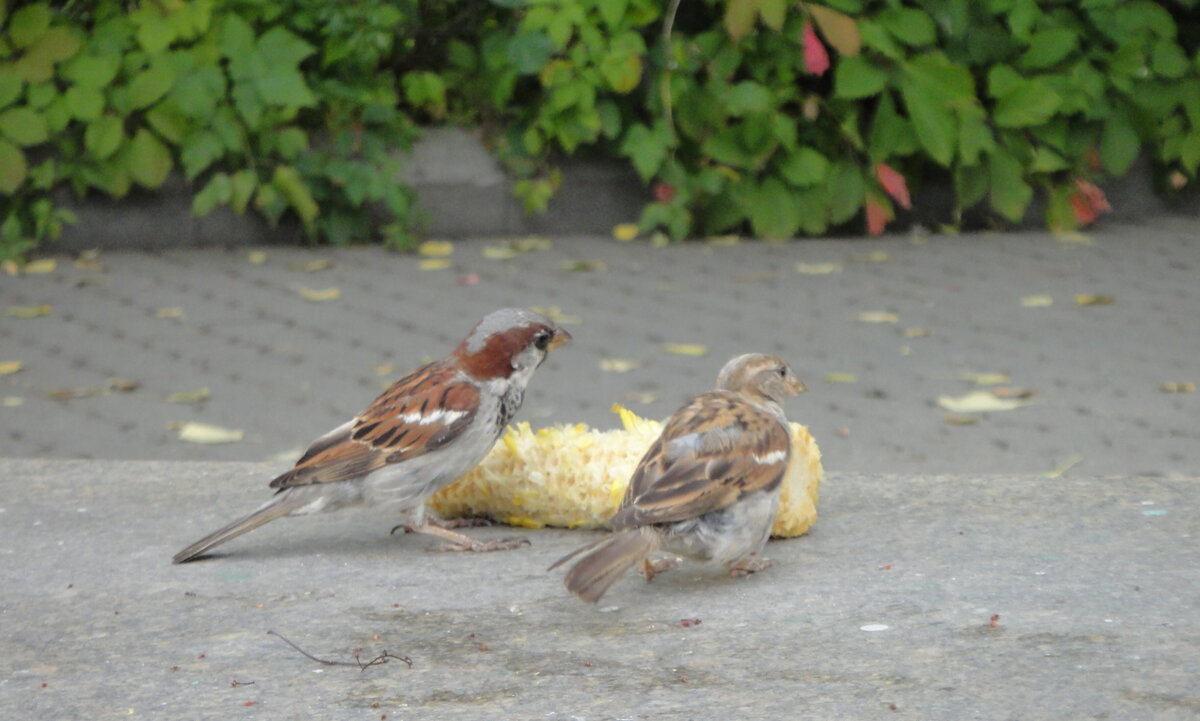 DSC04242.JPG