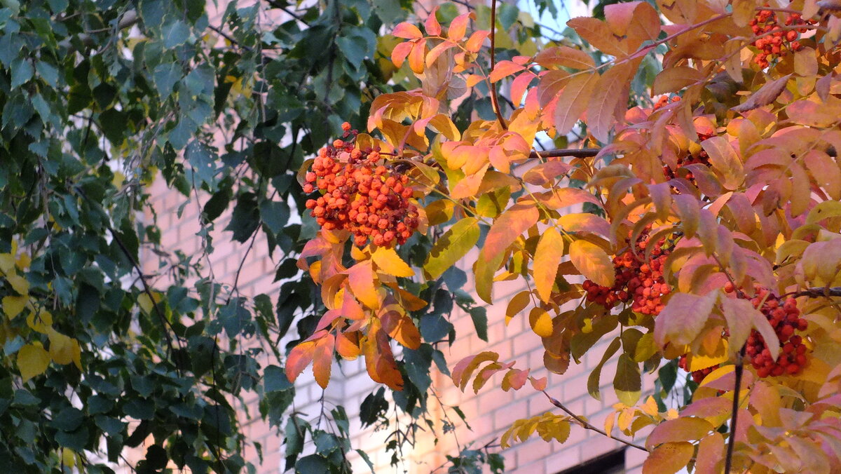 DSCF9091.JPG