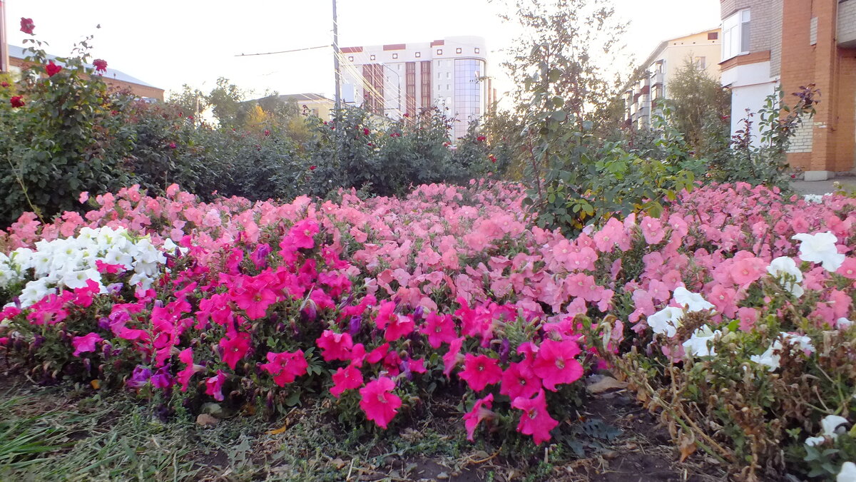 DSCF9092.JPG