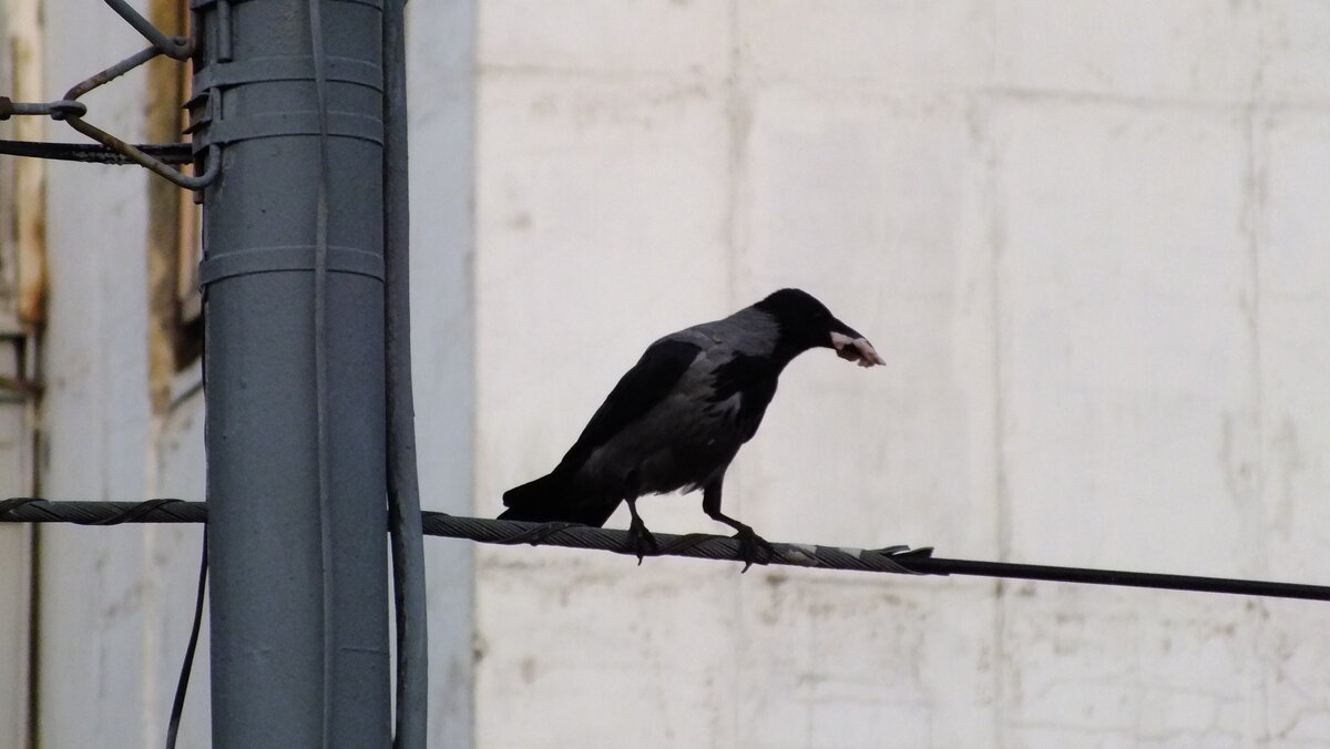 DSCF9105.JPG