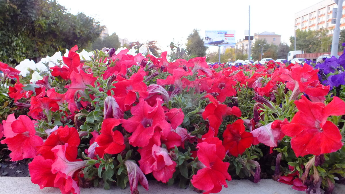 DSCF9115.JPG