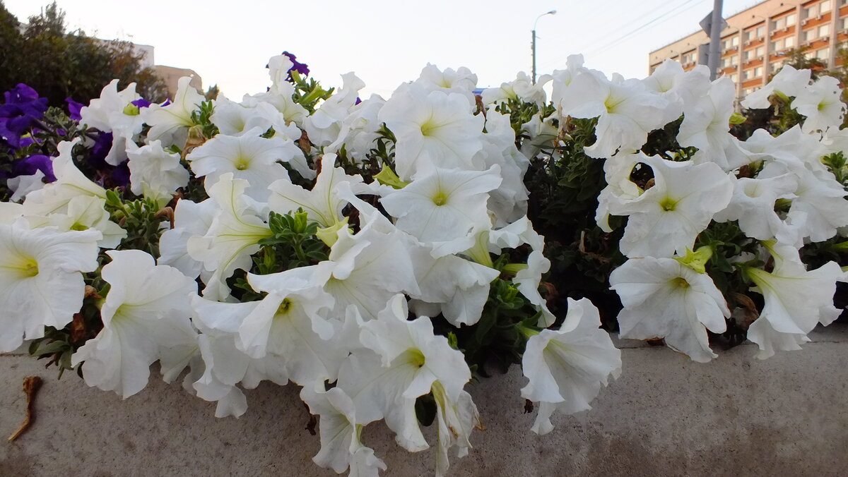 DSCF9114.JPG