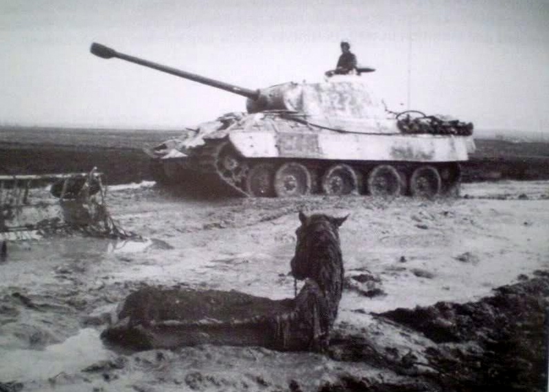 Panther (1).jpg