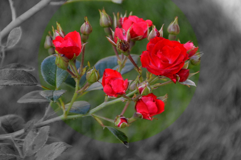 DSC_7515.JPG