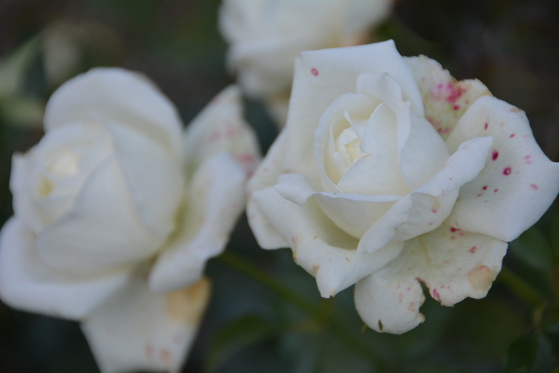 DSC_7479.JPG