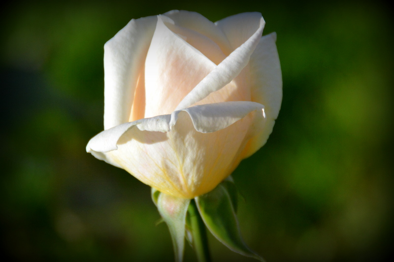 DSC_7504.JPG
