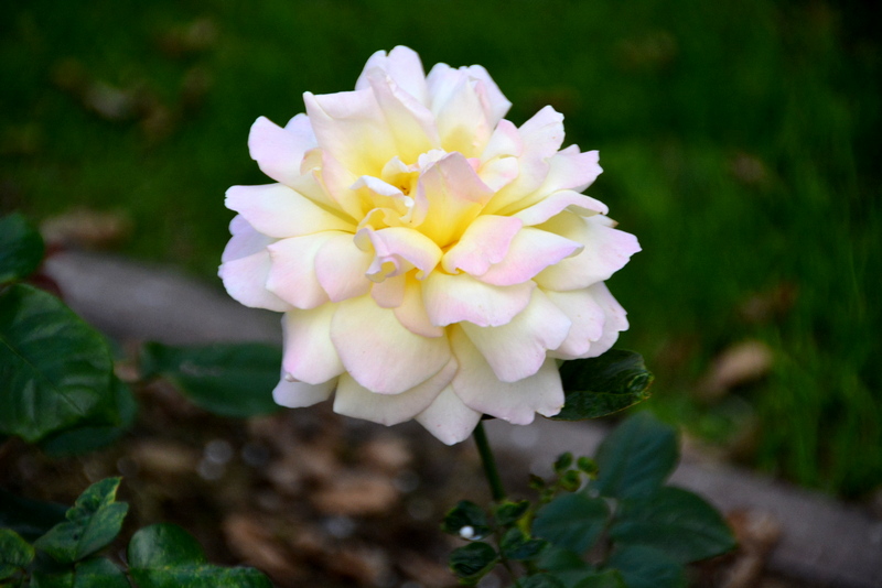 DSC_7591.JPG