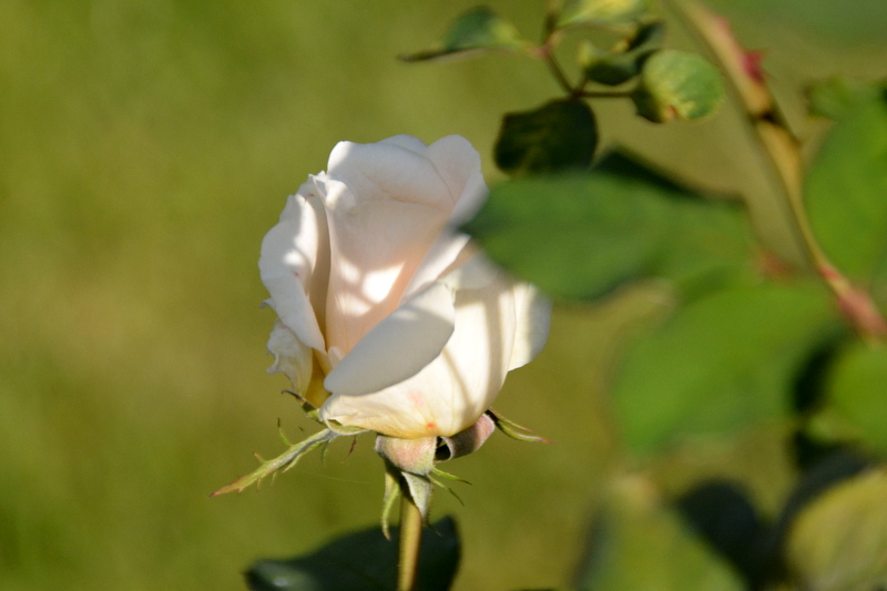 DSC_7480.JPG