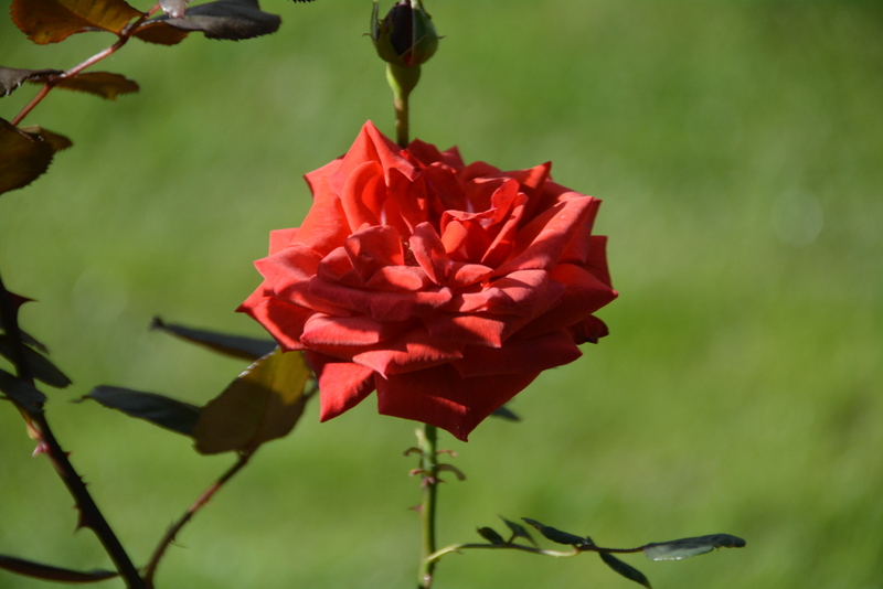 DSC_7497.JPG