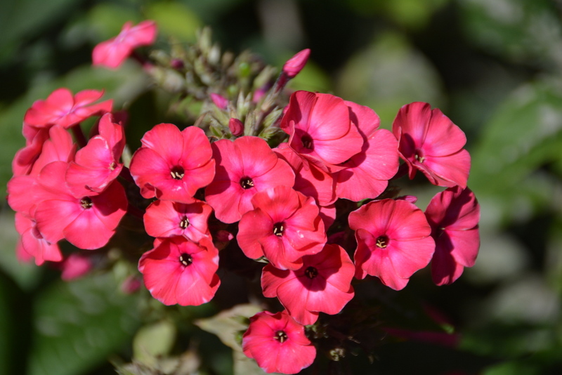 DSC_7233.JPG
