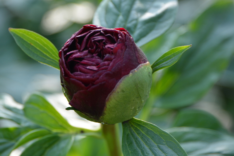 DSC_6746.JPG