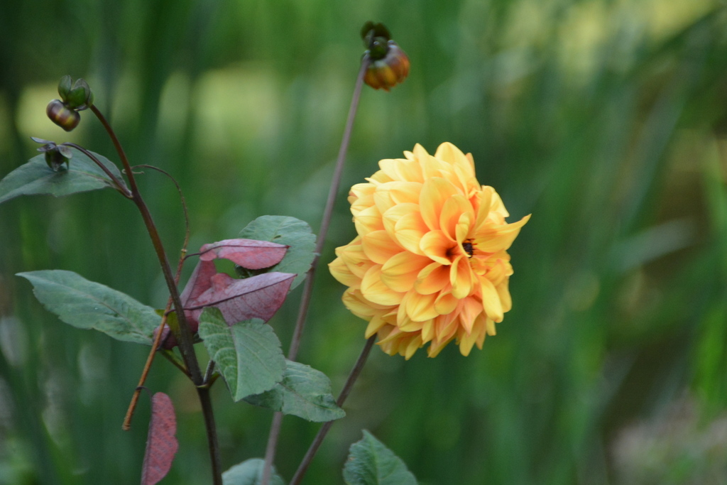 DSC_7367.JPG
