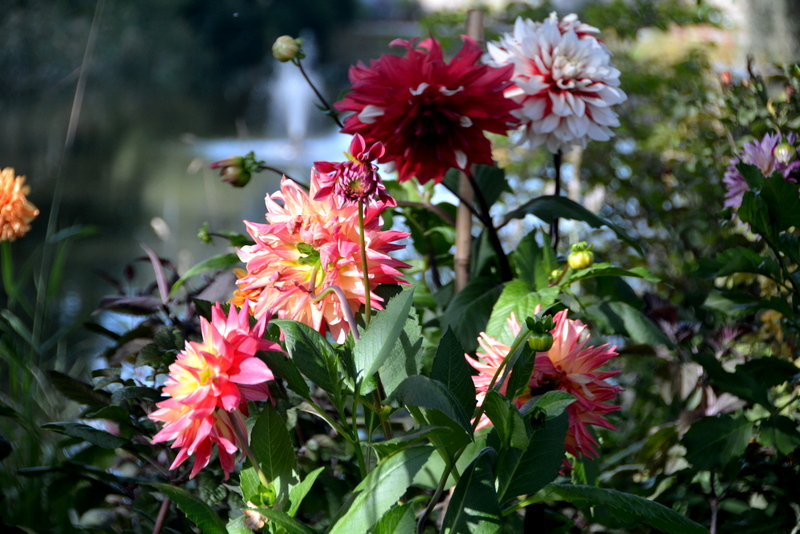 DSC_7644.JPG