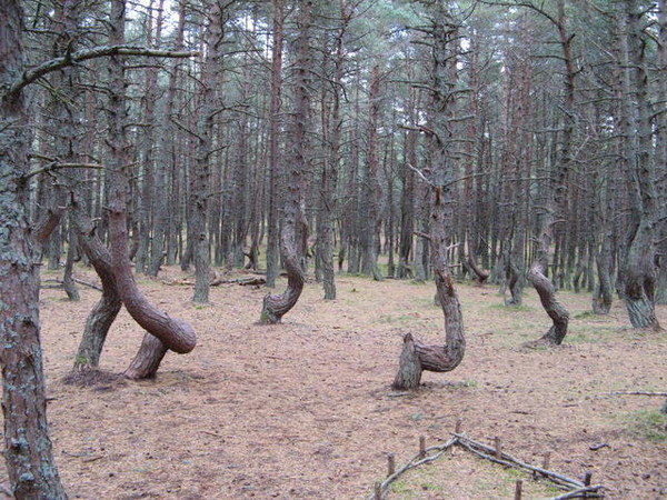 Фото Нижегородских Деревьев