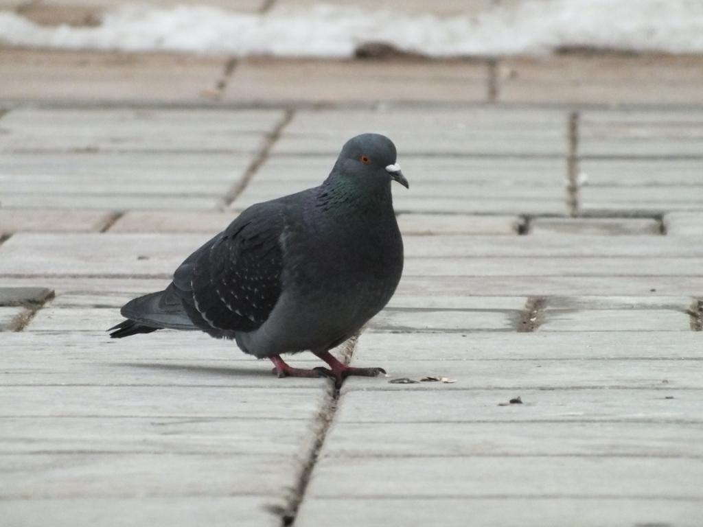 DSCF1461.JPG