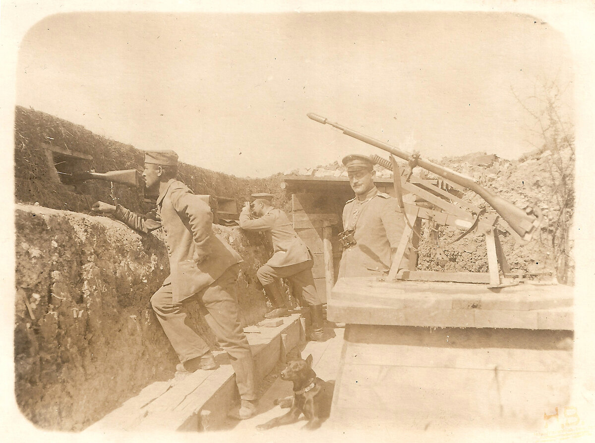 Собаки в ПМВ 2.jpg