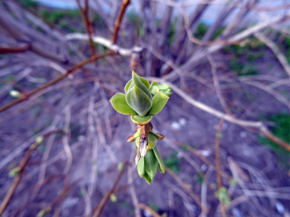 DSC08806.jpg