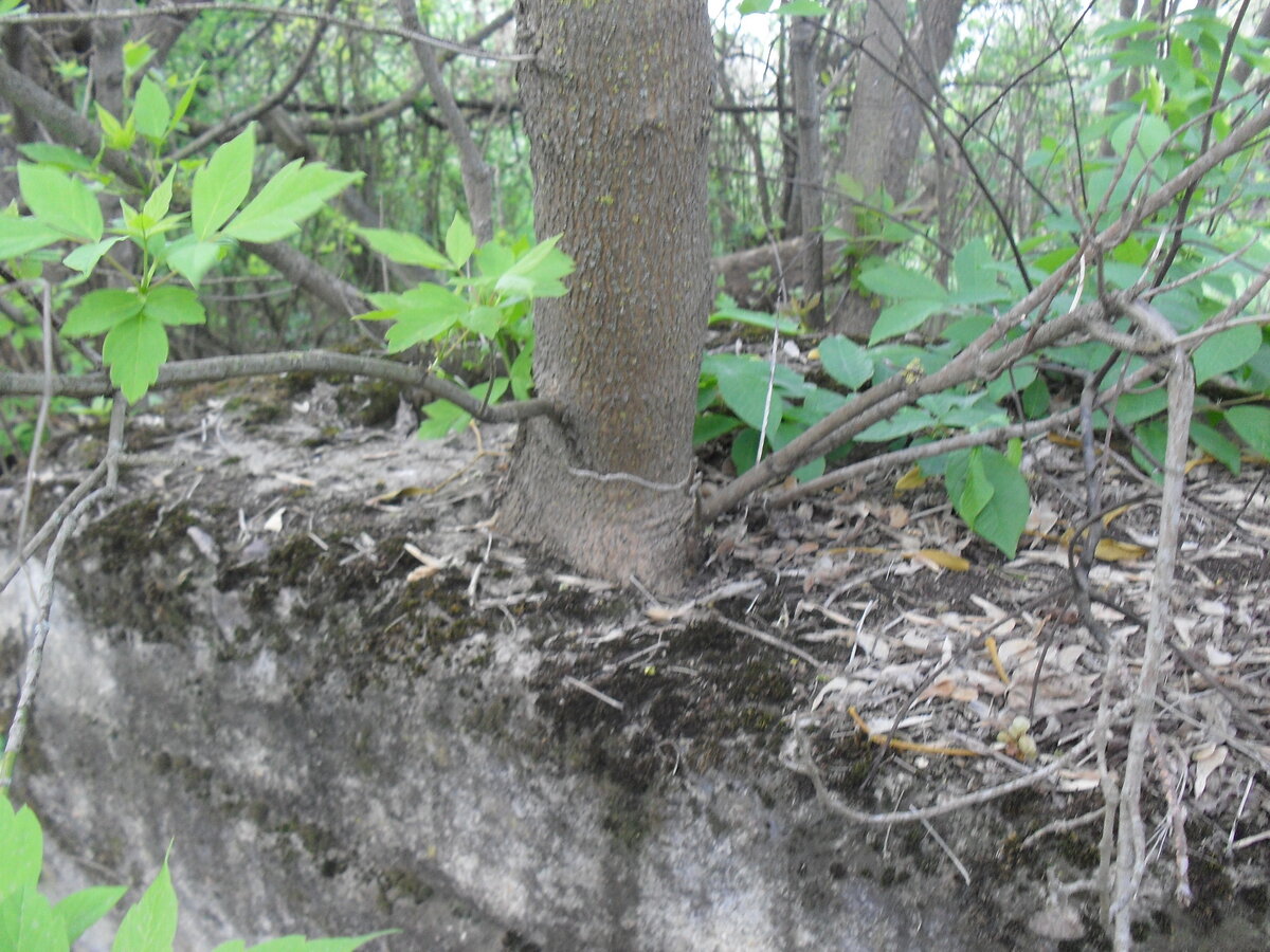 SDC13231.JPG