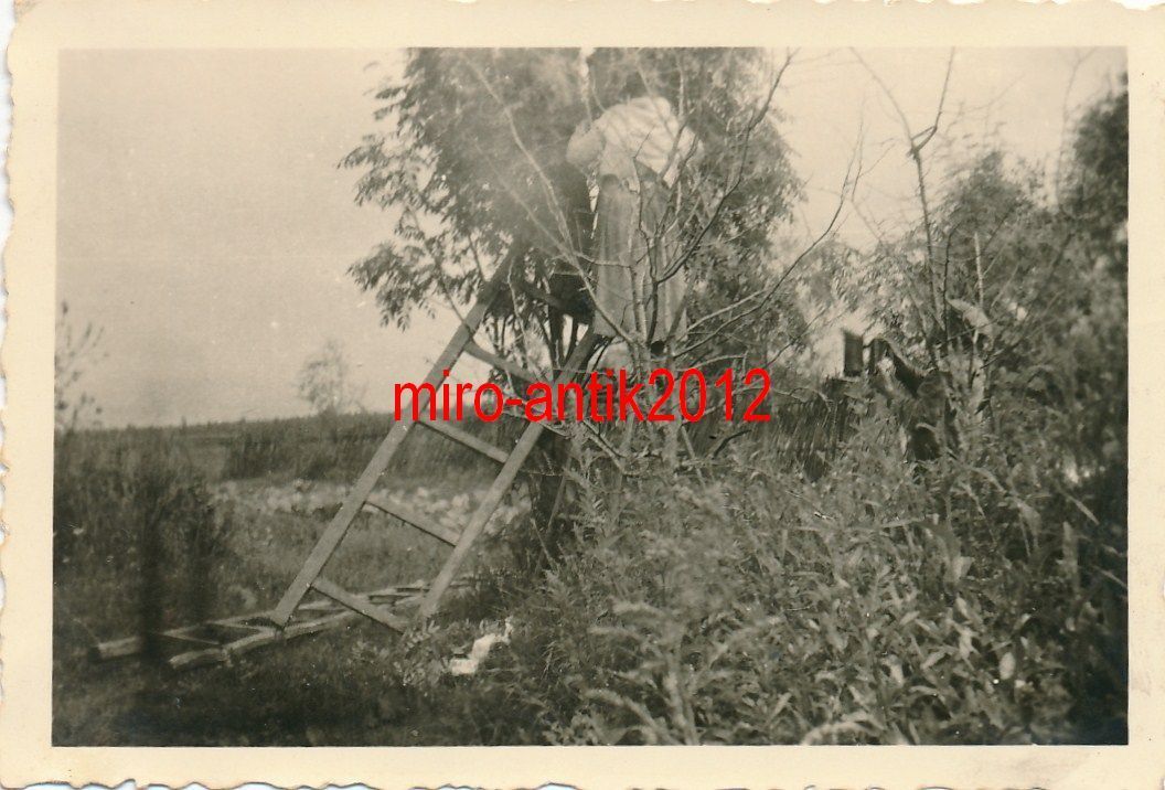 Foto, Schlacht um Russland 4142, Shulebina, Bienenstock, Honig.JPG
