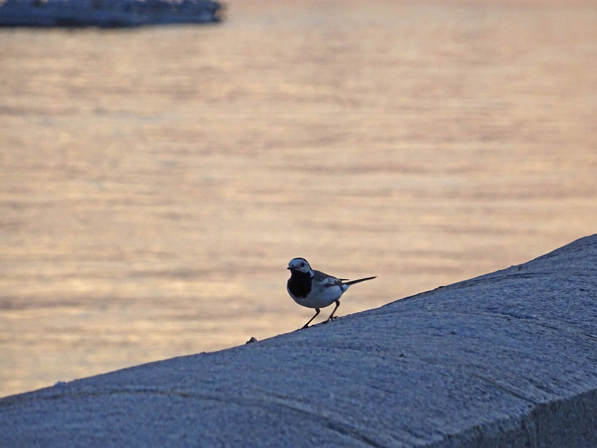 DSC01148 копия.jpg