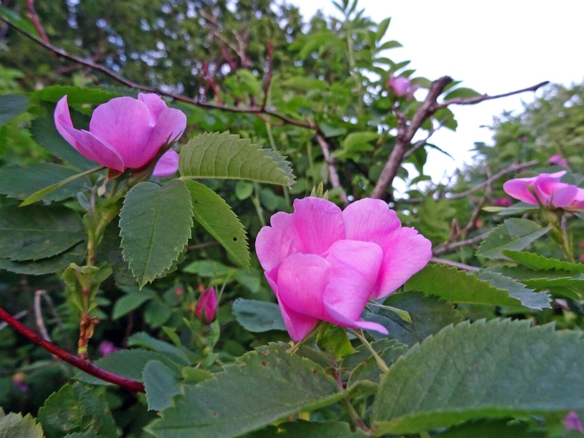 DSC01165 копия.jpg