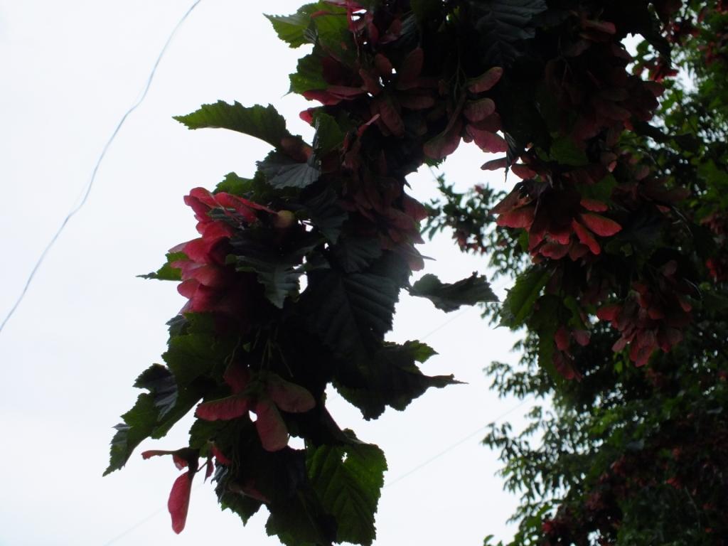 DSCF2403.JPG