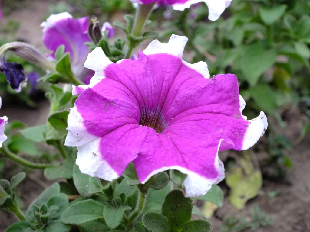 DSCF2459.JPG