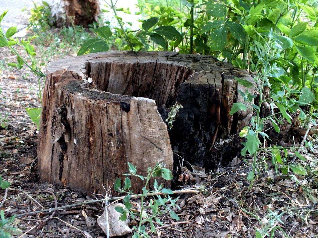 DSCF2538.JPG