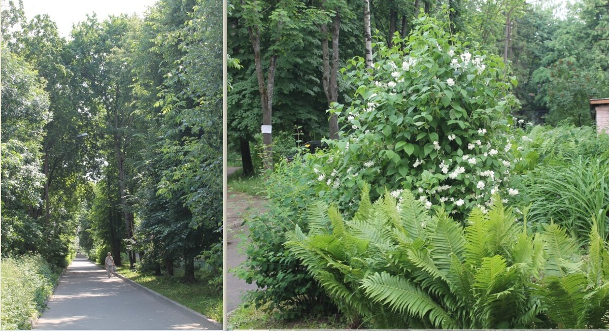 зелень.jpg