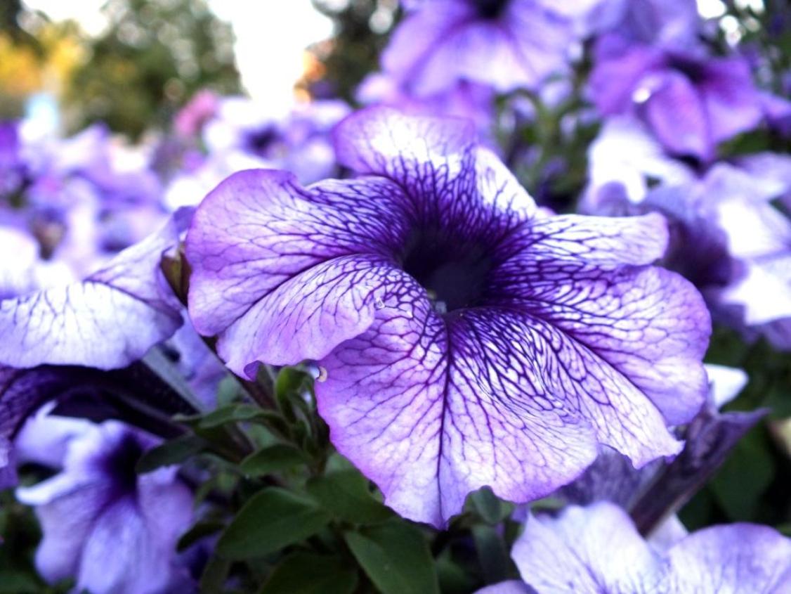 DSCF2951.JPG