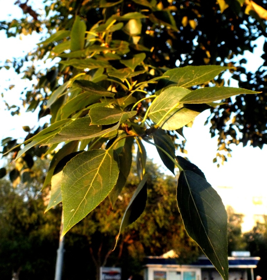 DSCF2970.JPG
