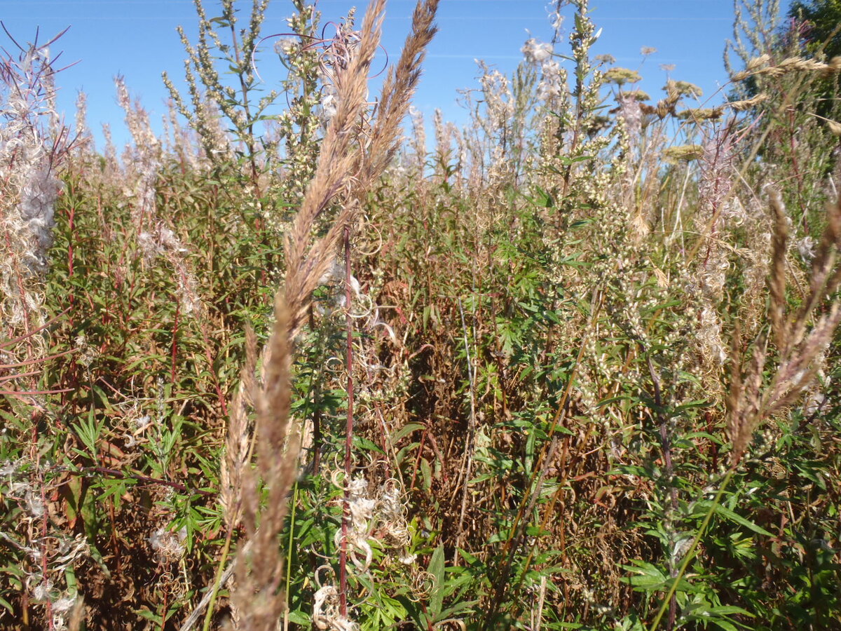 P8201516.JPG