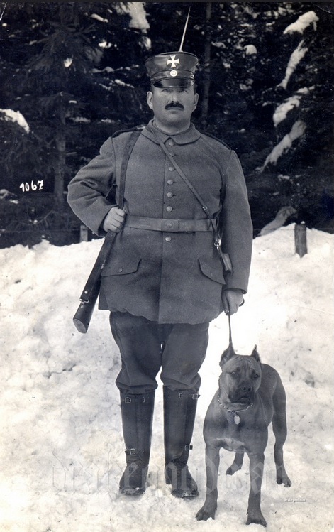 собака.jpg