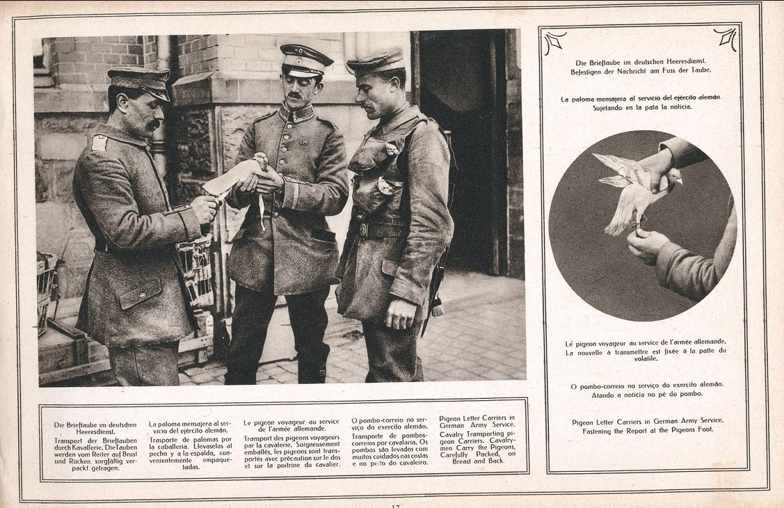 голубь.jpg